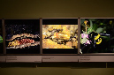 Wasp_exhibition__DSC3463